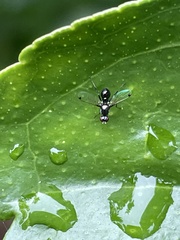 Parapalaeosepsis plebeia