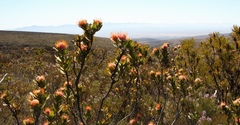 Leucospermum pluridens
