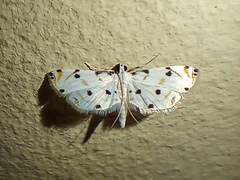Pycnarmon
