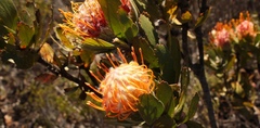 Leucospermum pluridens
