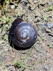 Thersites darlingtoni