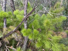 Caustis blakei