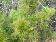 Caustis blakei