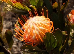 Leucospermum pluridens