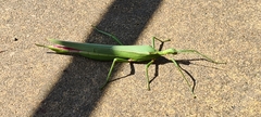 Podacanthus viridiroseus