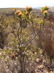 Leucospermum pluridens
