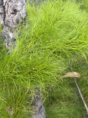Caustis blakei