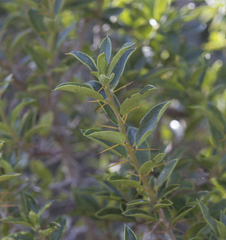 Archidasyphyllum diacanthoides