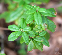 Rhododendron columbianum