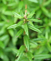 Rhododendron columbianum