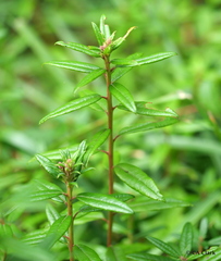 Rhododendron columbianum