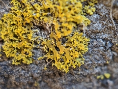 Xanthomendoza weberi