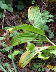 Veratrum fimbriatum