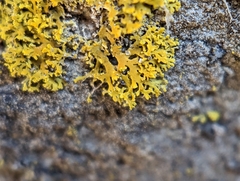 Xanthomendoza weberi