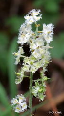 Veratrum fimbriatum