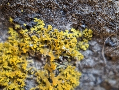 Xanthomendoza weberi