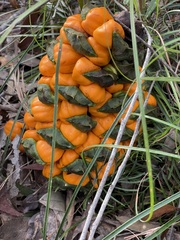 Macrozamia pauli-guilielmi