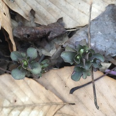 Obolaria virginica