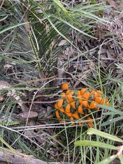 Macrozamia pauli-guilielmi