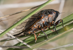 Okanagana occidentalis