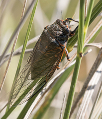 Okanagana occidentalis