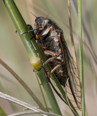 Okanagana occidentalis