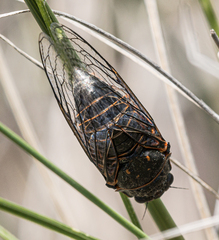 Okanagana occidentalis