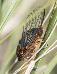 Okanagana occidentalis