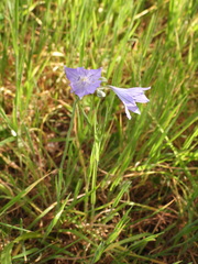 Triteleia laxa