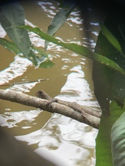 Uranoscodon superciliosus