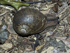 Hedleyella falconeri