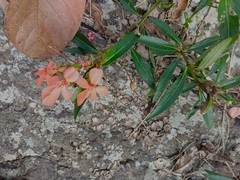 Impatiens verticillata