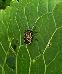 Murgantia histrionica