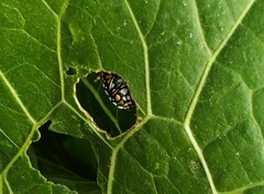 Murgantia histrionica