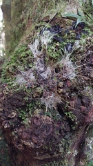 Hadronyche formidabilis