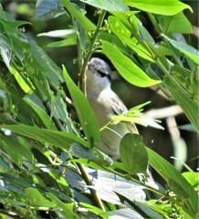Dryoscopus cubla
