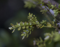 Lepidoceras chilense