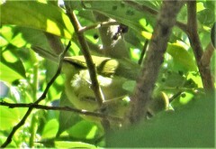 Zosterops virens virens