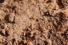Pheidole hyatti