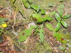 Ixeridium laevigatum