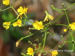 Ixeridium laevigatum