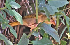 Ploceus cucullatus spilonotus