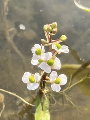 Sagittaria cuneata