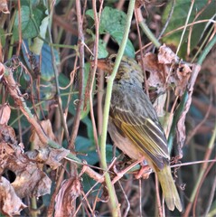 Ploceus cucullatus spilonotus