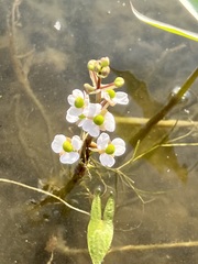 Sagittaria cuneata