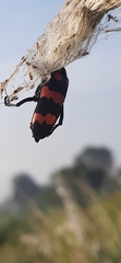 Hycleus biundulatus