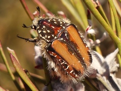 Trichostetha