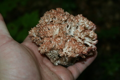 Ramaria botrytis