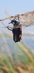 Hycleus biundulatus