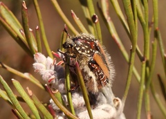 Trichostetha